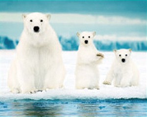 海报 北极熊