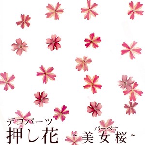 Material Flower Pink Dry flower
