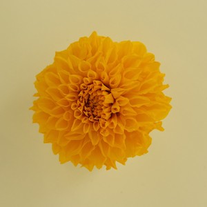 ダリア ユウゼン オレンジ（M) 2輪入り プリザーブドフラワー花材　フィオリエンテ