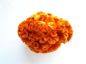 ケイトウ オレンジ（約40g）プリザーブドフラワー花材　フィオリエンテ