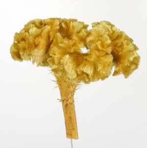 ケイトウ シャンパンイエロー（約40g）プリザーブドフラワー花材　フィオリエンテ