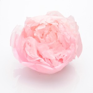 シャクヤク ピンク 2輪 プリザーブドフラワー花材　フィオリエンテ