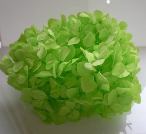 【予約販売】あじさい アップルグリーン 約2輪 プリザーブドフラワー花材　フィオリエンテ