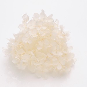あじさい ホワイト 約2輪 プリザーブドフラワー花材　フィオリエンテ