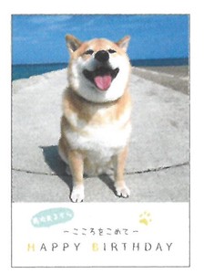 【本】【贈り物】MRU BD豆ブック (柴犬まる) B50-123