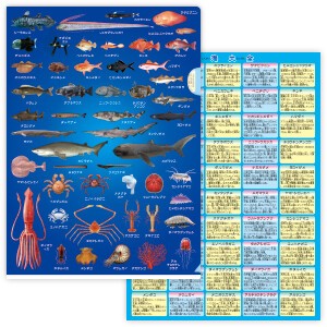 海の哺乳類 クリアファイルの商品ページ 卸 仕入れサイト スーパーデリバリー