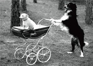 ポストカード■フランス製ポストカード★Dogs with baby carriage