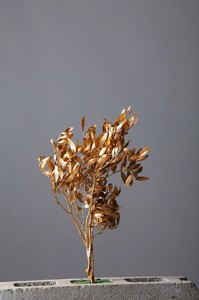 大地農園　EARTH　MATTERS　ピスタチアリーフ ゴールド