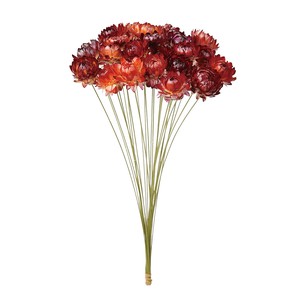 風の花　ドライフラワー　 へリクリサムワイヤー付き　レッドナチュラル