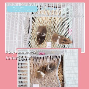 Small Animal Pet Item Hamster