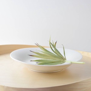 【処分品】22.5cmソフトリム楕円スープ皿[B級品][日本製/美濃焼/洋食器]