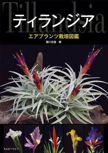 エアプランツの商品一覧 卸 仕入れサイト スーパーデリバリー エアプランツの商品一覧 卸 仕入れサイト スーパーデリバリー