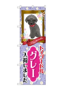Banner Toy Poodle