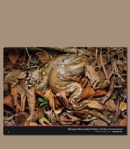 擬態クリアファイル　A4　ボルネオ　ボルネオアカニシキヘビ