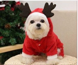Dog Wear Christmas Dog Pet Product
