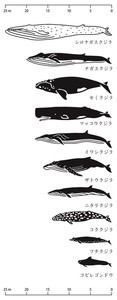 日本製 made in japan 手ぬぐい クジラの寸法 TE-488