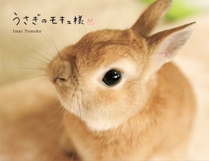 Pets/Animals Book bunny