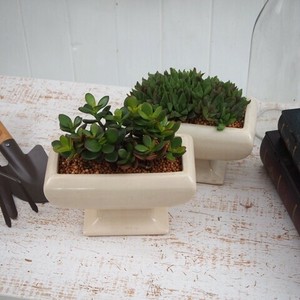 【SAEL品・多肉植物】ベンチ