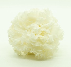 フリンジリシアンサス ホワイト 4輪入り プリザーブドフラワー花材　フィオリエンテ