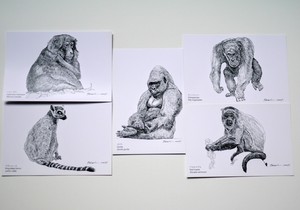 「系統樹マンダラ」ポストカード●ゴリラ、チンパンジー入り●生き物の細密画5枚セット