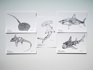 「系統樹マンダラ」ポストカード●サメ&エイ●生き物の細密画5枚セット