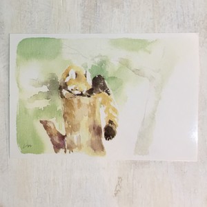 Postcard Red Panda