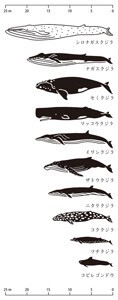 Thusen Hand Towel Whale Size Japanese Pattern Hand Towel WAFUKA