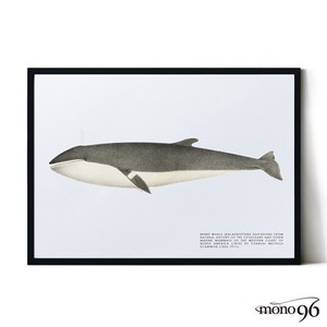 アートポスター【くじら02】B3　A2　B2　A1　B1　北欧　クジラ　鯨　ヴィンテージ　動物