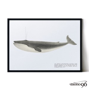 アートポスター【くじら01】B3　A2　B2　A1　B1　北欧　クジラ　鯨　ヴィンテージ　動物