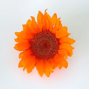 ヒマワリ パッションオレンジ 2輪 プリザーブドフラワー花材　フィオリエンテ