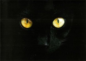 Postcard Black Cat Cat Black