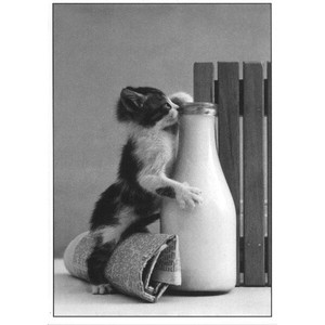 Postcard Cat Milk
