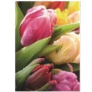 Postcard Tulip