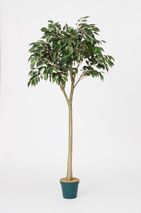 光触媒加工　観葉樹　ベンジャミン　126cm