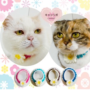 Cat collars Cat