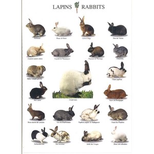 Postcard France Postcard Rabbit