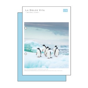 Photo Series A5 Notebook Penguin