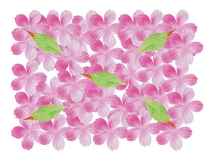 【日本製】桜花50枚セット　春飾り【店舗装飾】
