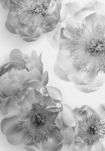 ミニポスター【芍薬モノクロ】 北欧　モノトーン　ボタニカル　白黒　花　写真