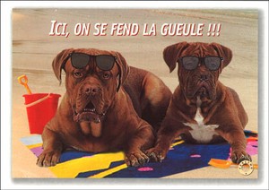 ポストカード サマーカード 「2匹のサングラスの犬」 カラ—写真 海 ビーチ 暑中見舞い