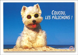 ポストカード サマーカード 「サングラスをかけた犬」 カラ—写真 海 ビーチ 暑中見舞い