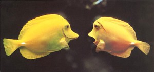 ロングポストカード サマーカード「何かおかしい？」 カラー写真 暑中見舞い 黄色い魚 熱帯魚 海
