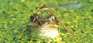 ロングポストカード サマーカード「かっこいいだろう」 カラー写真 暑中見舞い カエル トンボ
