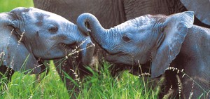 ロングポストカード サマーカード「ねえ、ねえ 聞いて」 カラー写真 暑中見舞い 象 ゾウ
