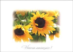 Postcard Flower Sunflower
