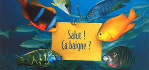 ロングポストカード サマーカード「もしかして入浴中？」 カラー写真 暑中見舞い 熱帯魚 海