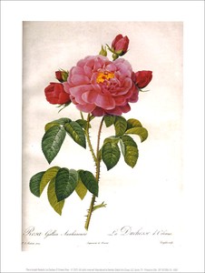 ポスター アート ルドゥーテ「赤いバラ」 230×300mm 花