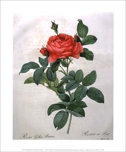 ポスター アート ルドゥーテ「赤いバラ」 250×300mm 花