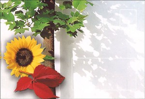 Envelope Flower Sunflower Set of 5 156 x 108mm