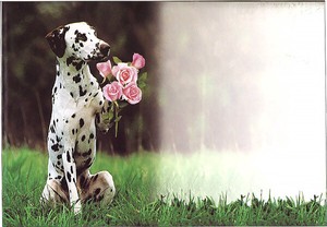 絵封筒 (同柄5枚セット) 156×108mm レター バレンタイン 犬 イヌ ダルメシアン